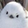 ウィンディを飼いたいんですが…